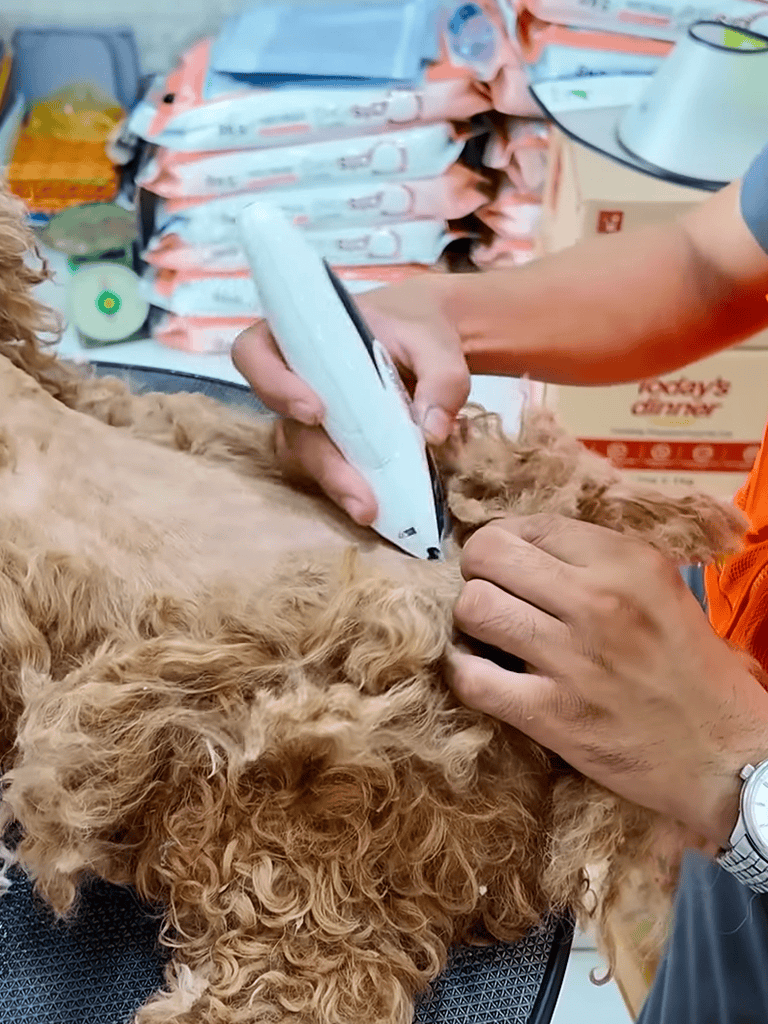 Dog undergoing ultrasound scan by veterinarian.