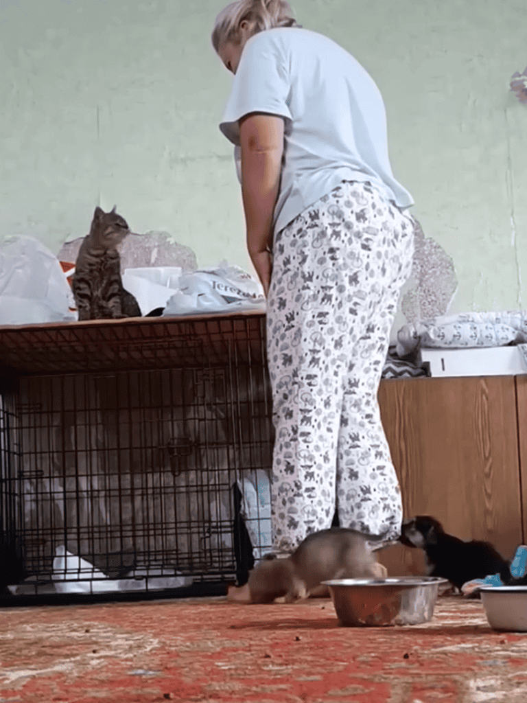 Adorable shelter cat encounters playful puppies near an indoor crate. Heartwarming moment of animal interaction.