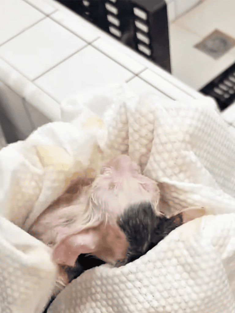 Adorable puppy resting comfortably wrapped in cozy blanket.