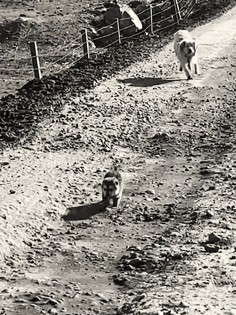 Adorable dogs running on dirt trail with fencing in background for outdoor pet exercise.