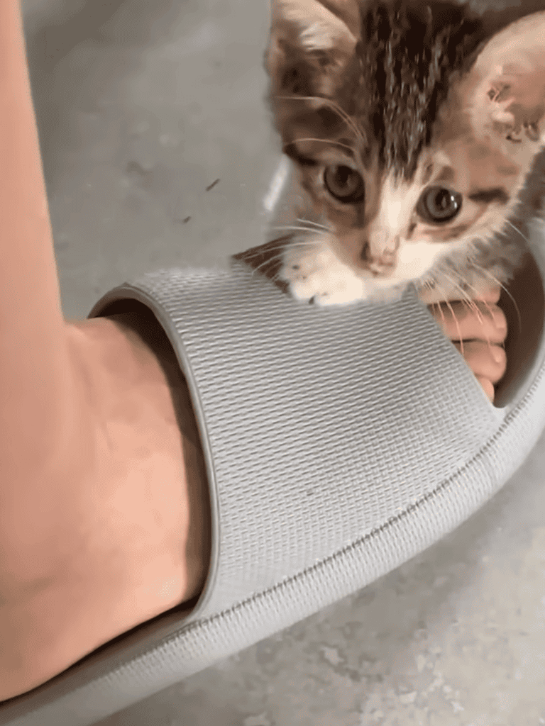 Cute kitten scratching a pet massage glove, emphasizing pet care and grooming.