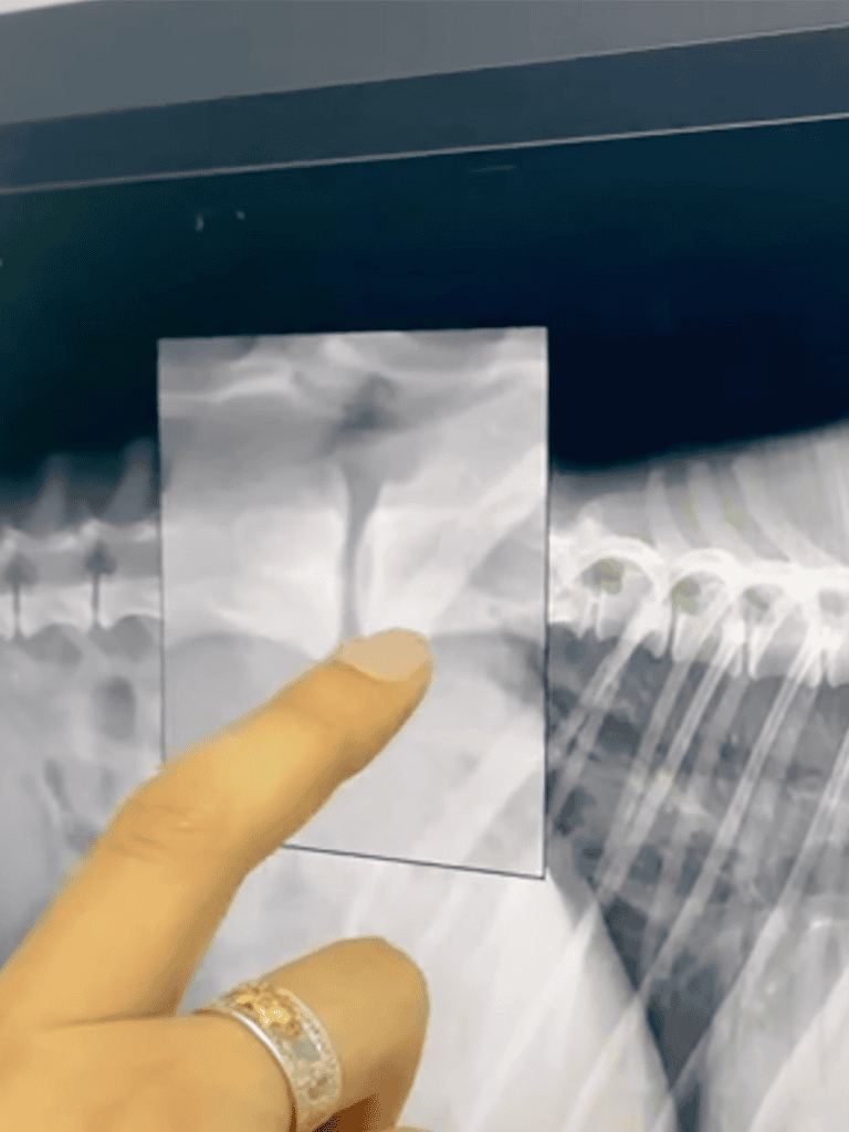 Alt: Hand pressing a button on a touchscreen for dog therapy services.