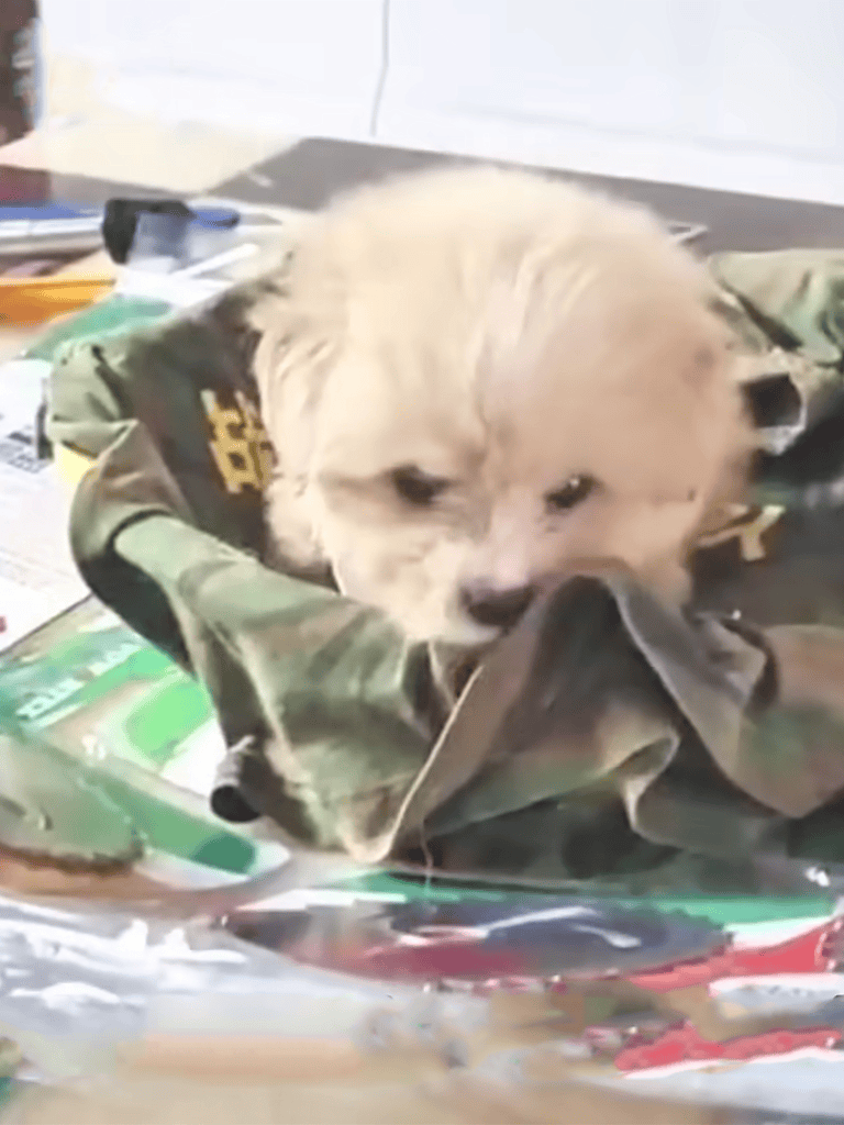 Cute puppy lying on military jacket, relaxing on cluttered desk background.