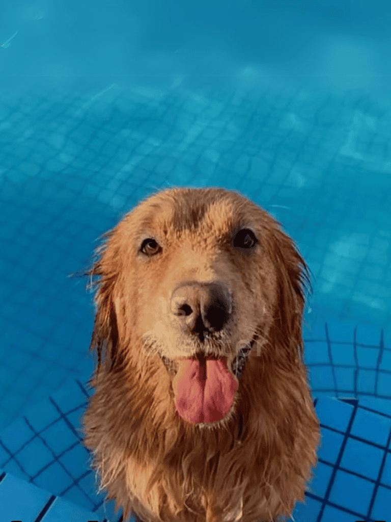 Happy wet dog enjoying pool.