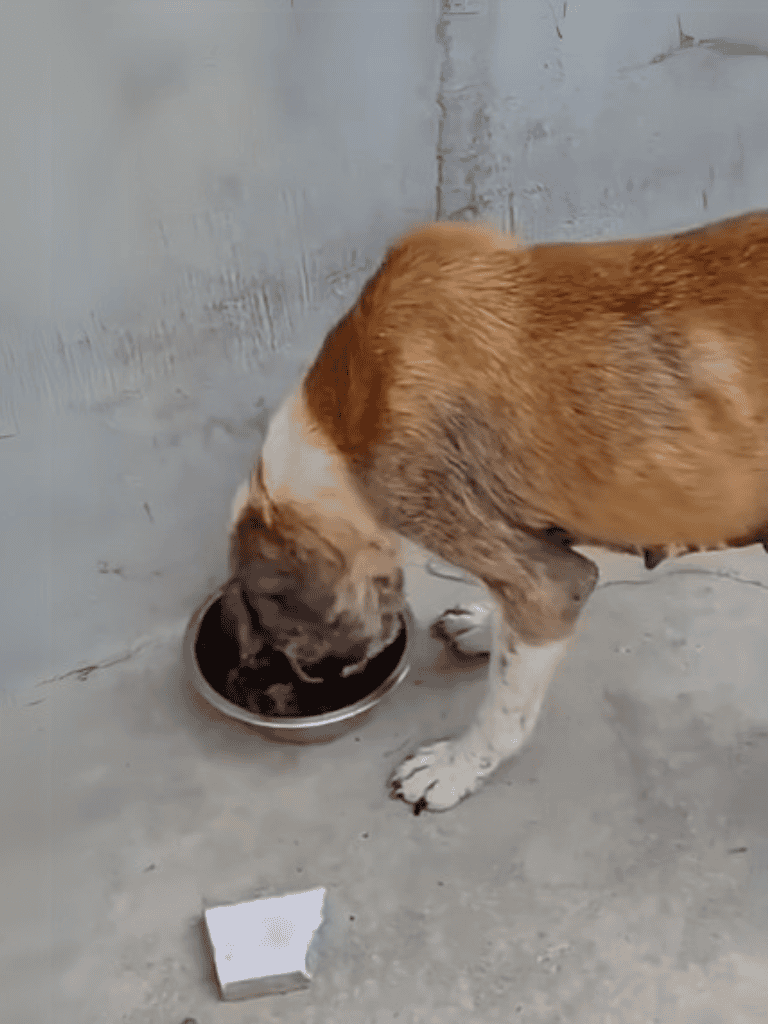 Dog eating food from stainless steel bowl in a concrete space.