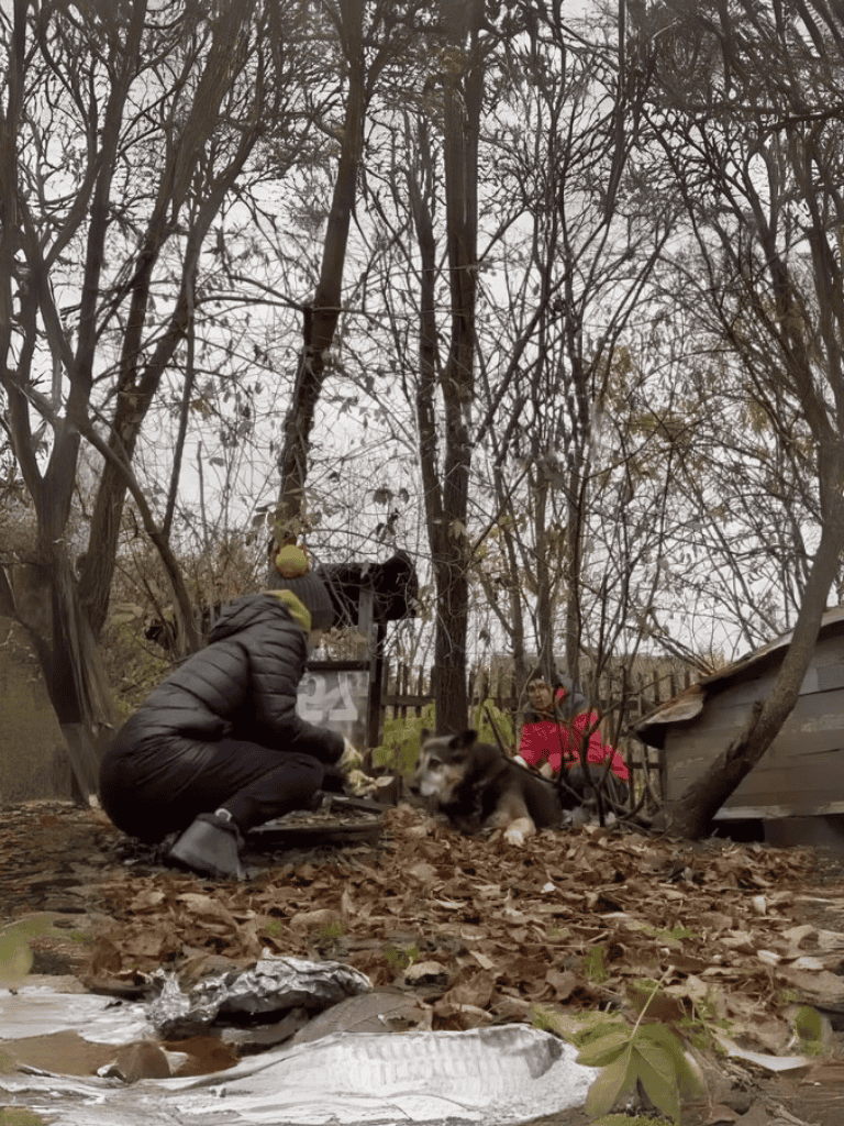 Adoptable husky dog with humans in wooded area.