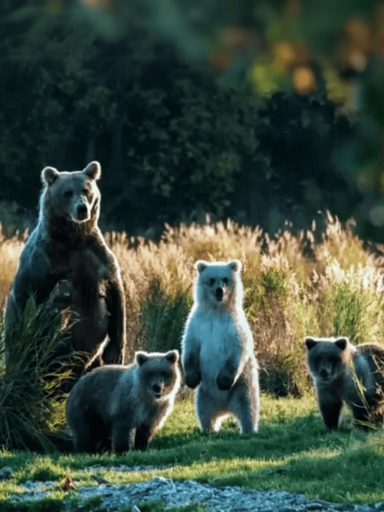 Adorable bear family in the woods, showcasing youthful and adult bears in a natural habitat.