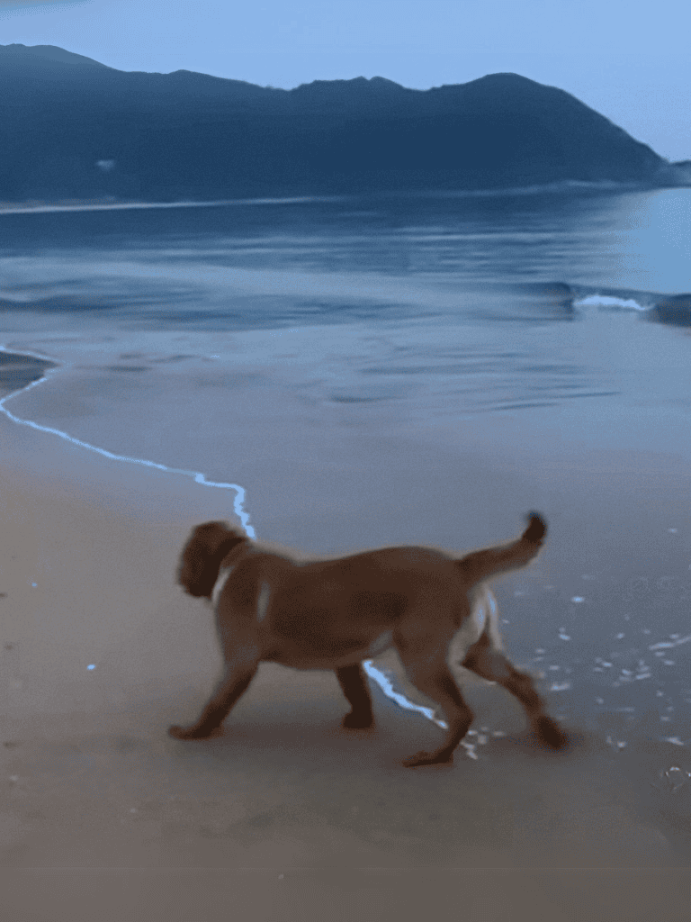 Cute dog exploring the ocean shoreline.