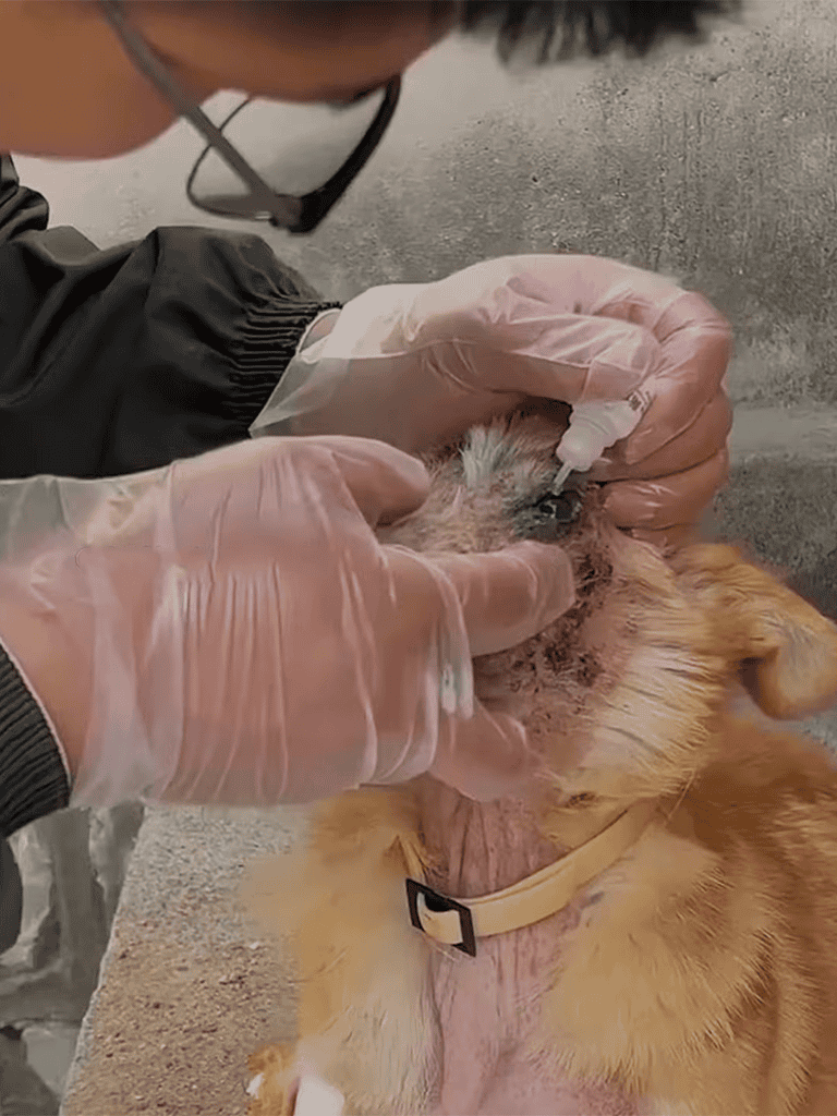 Close-up of veterinarian cleaning dog's ear with precision and care.