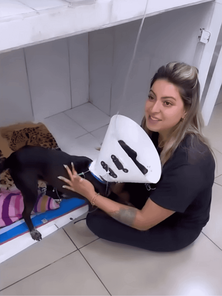 Vet care for injured dog with neck injury and protective cone, receiving medical attention.