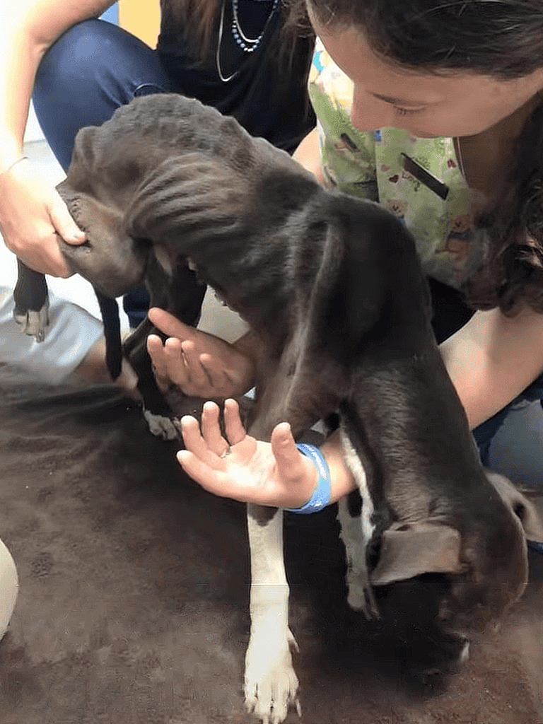 Dogcare for puppies.