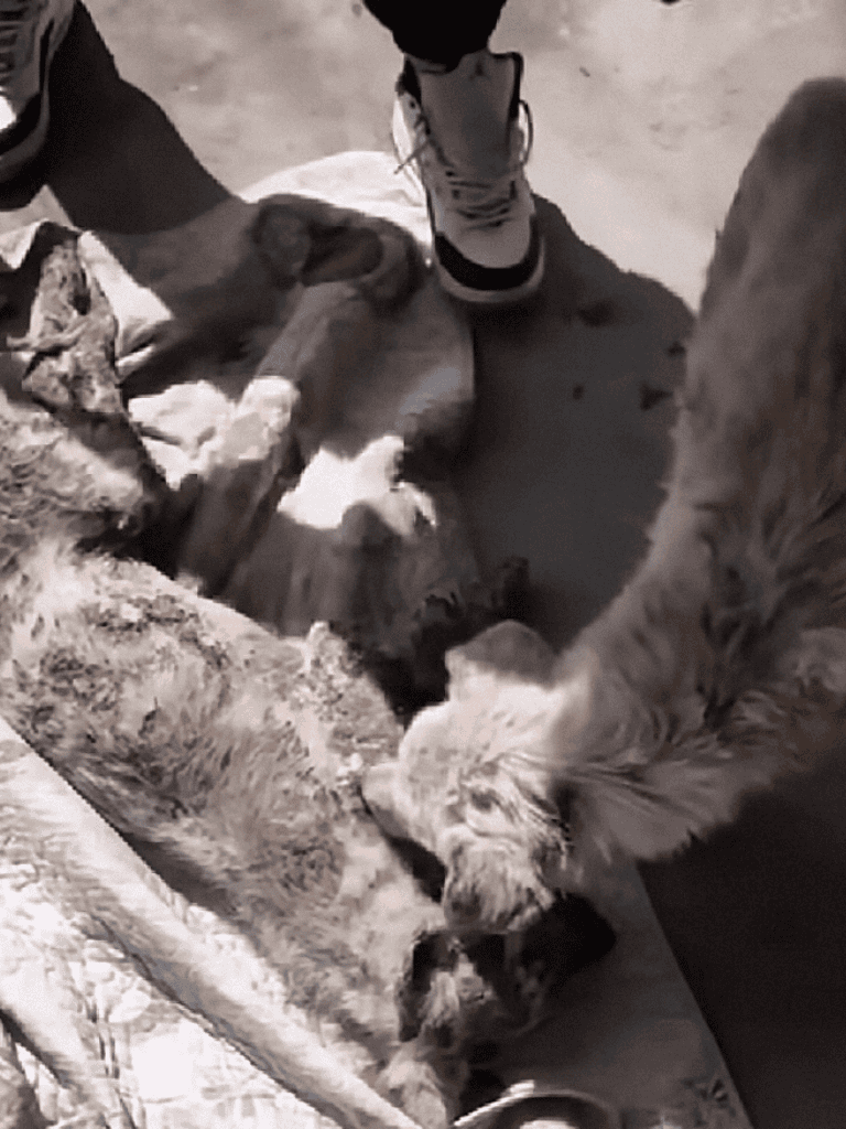 Adorable puppies playing together in a sunny outdoor setting, showcasing their playful nature.