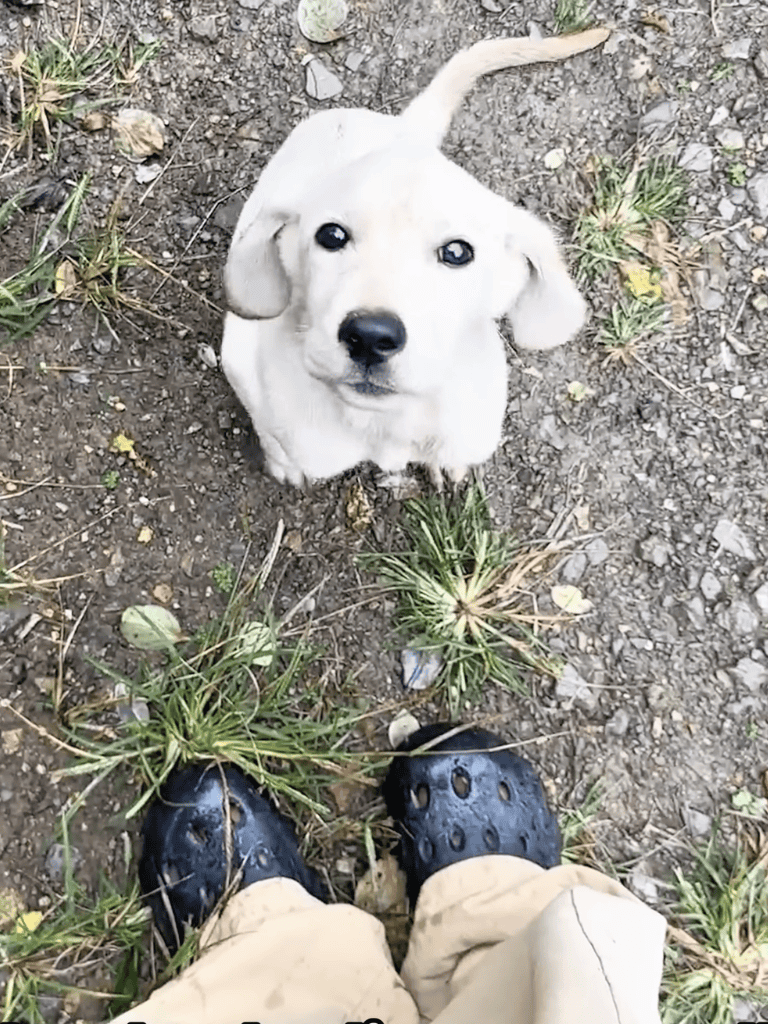 Cute puppy looking up, close-up from above with shoes and pants visible.