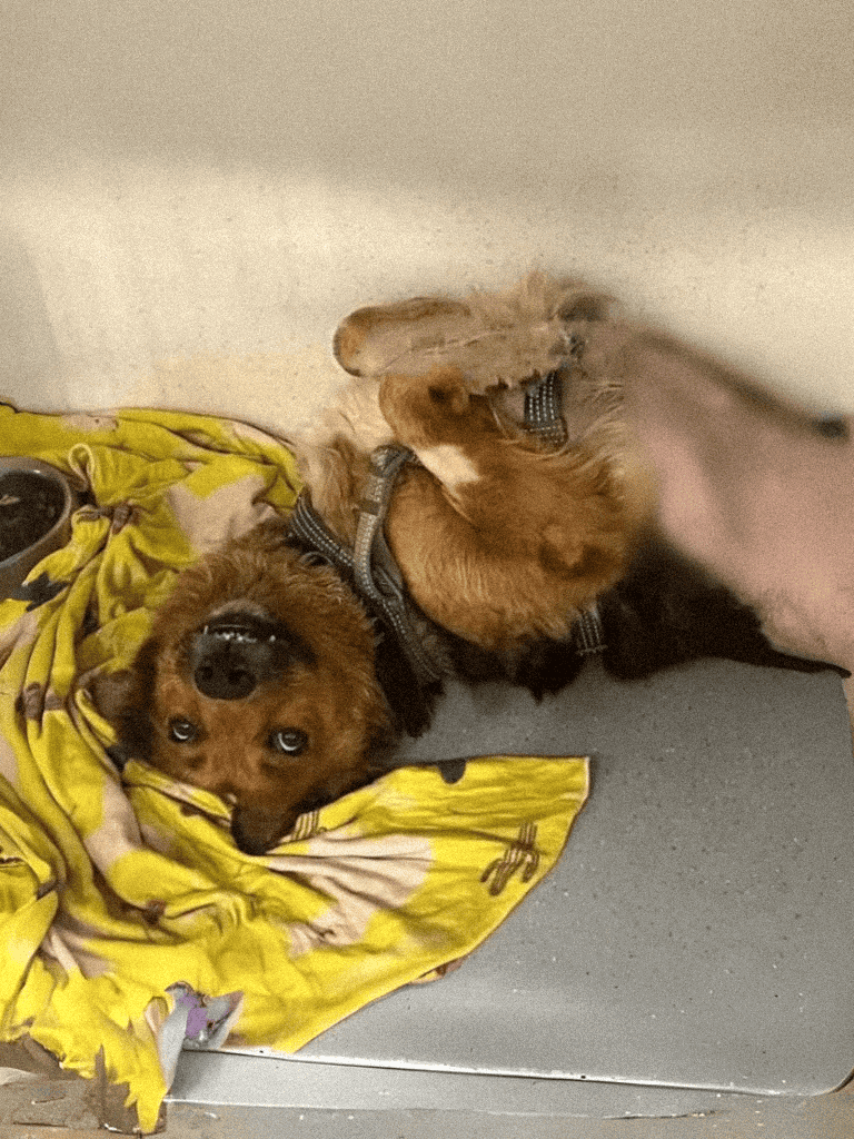 Adorable puppy lying on a blanket in a shelter, looking at the camera.