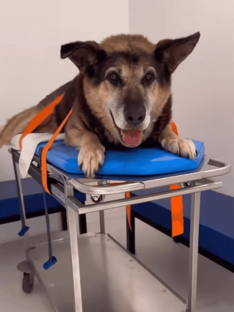 Dog undergoing veterinary examination or treatment.