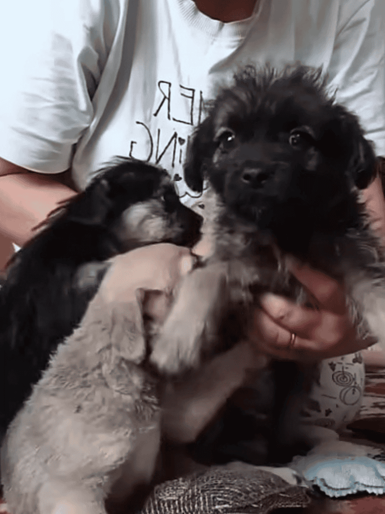 Adorable puppy being held for training and bonding, fostering love and care.