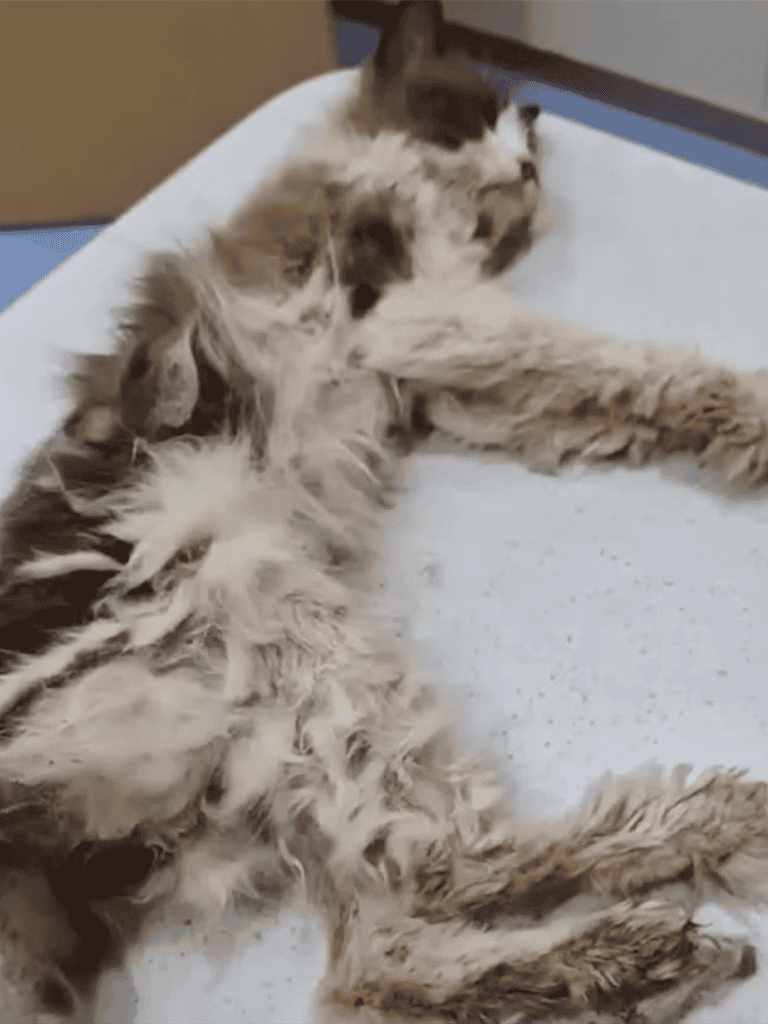 Fluffy cat lying on an examination table at the veterinarian.