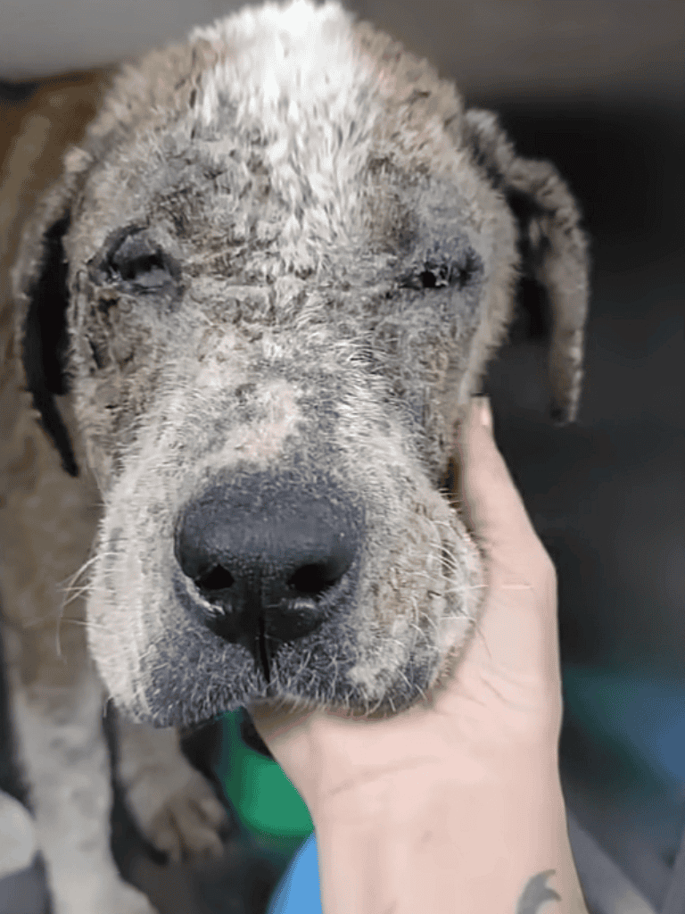 Dog relaxing with eyes closed, being gently petted.