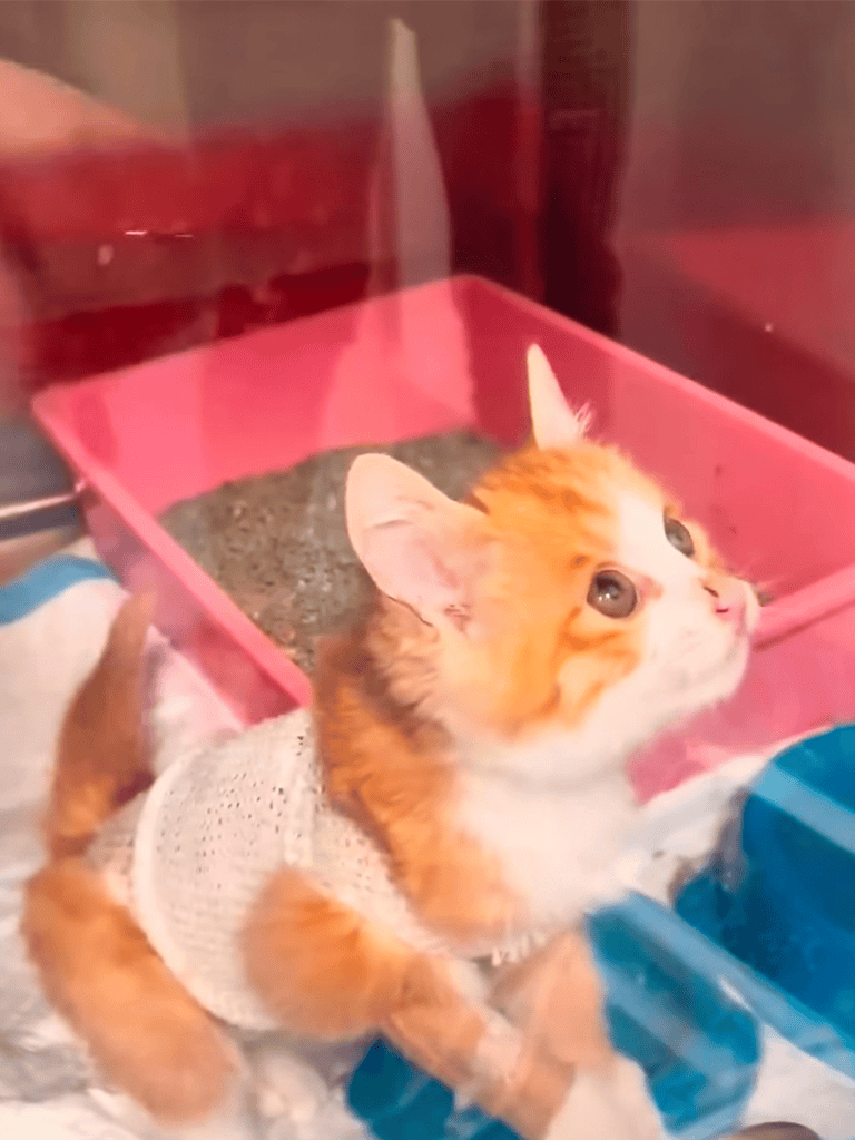 Cute kitten in sweater, exploring at dog rescue, small and adorable, perfect pet photograph.