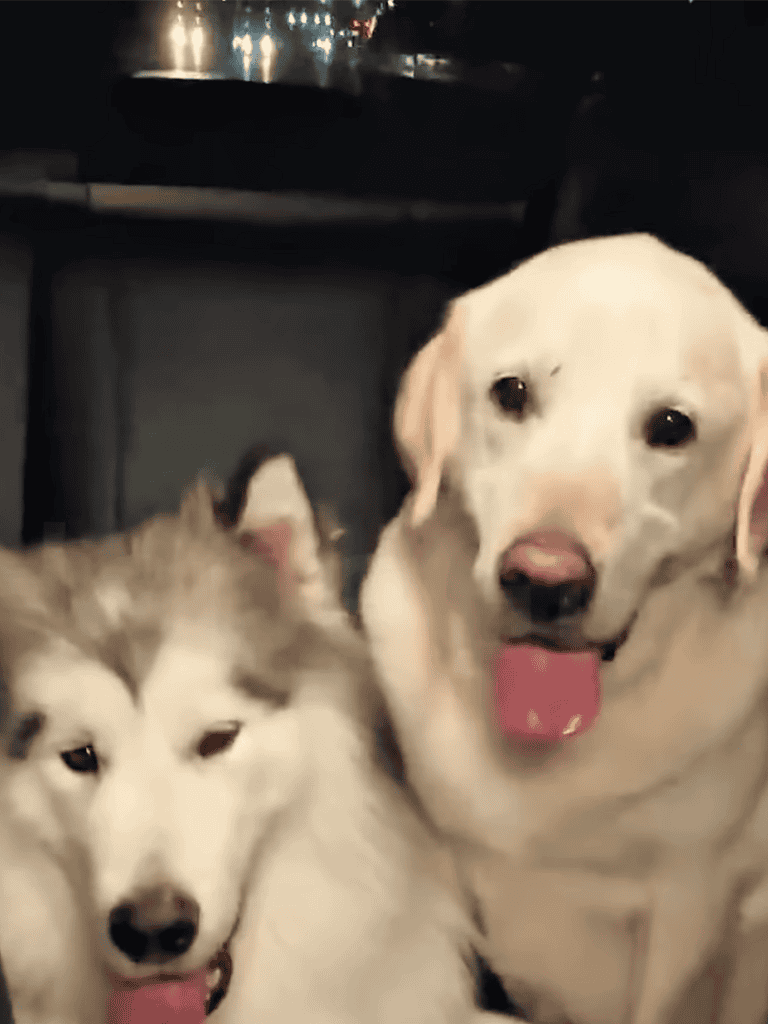 Happy Siberian Husky and Labrador Retriever duo sitting side by side.