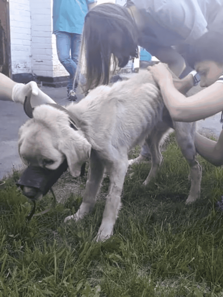 Dog training and behavior management tips for dogs at Dogfix.com.