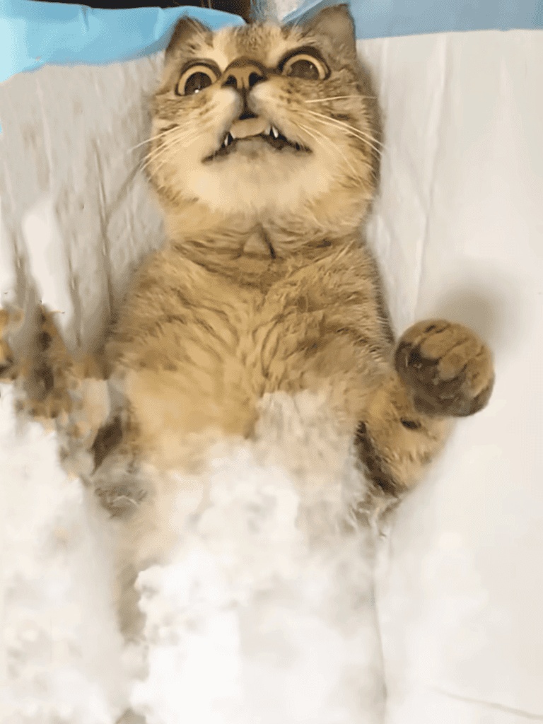 Adorable cat lying in snow with funny facial expression, capturing playful outdoor moment.