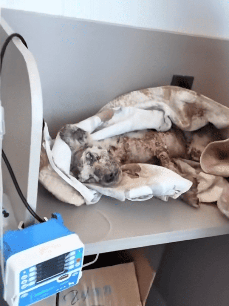 Dog lying peacefully on soft vet bed in a veterinary clinic.