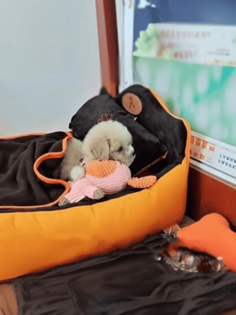 Adorable puppy resting in cozy orange bed with plush toy, perfect for pet comfort and relaxation.