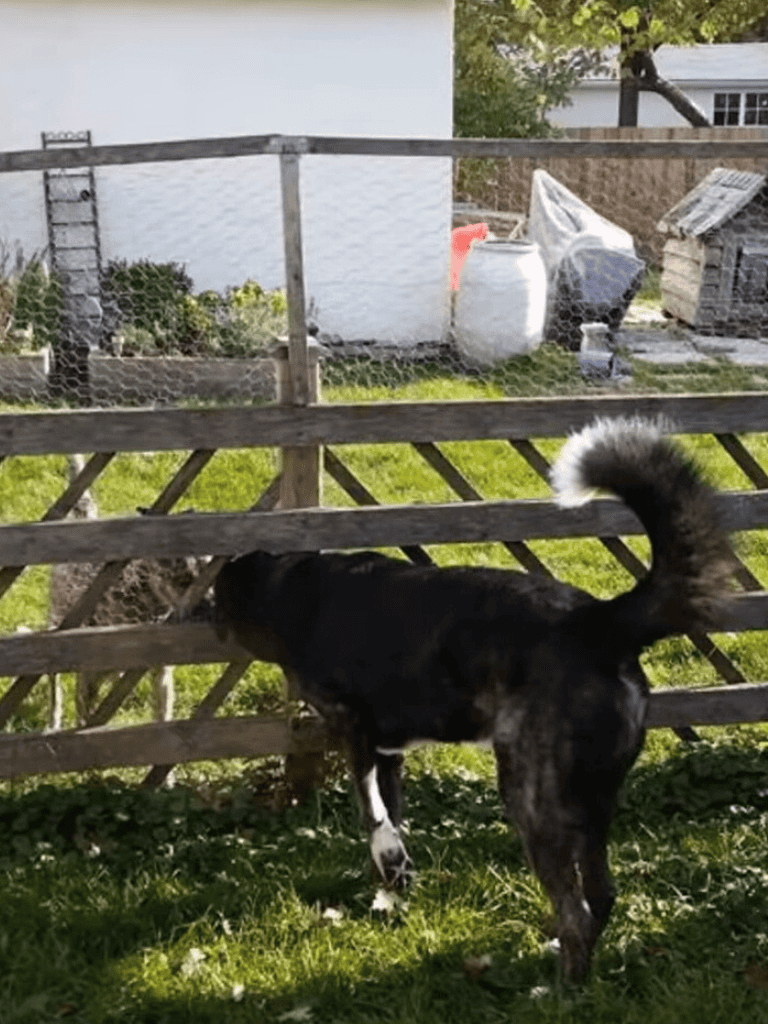 Dog investigating wooden fence, inspecting outdoors at home.