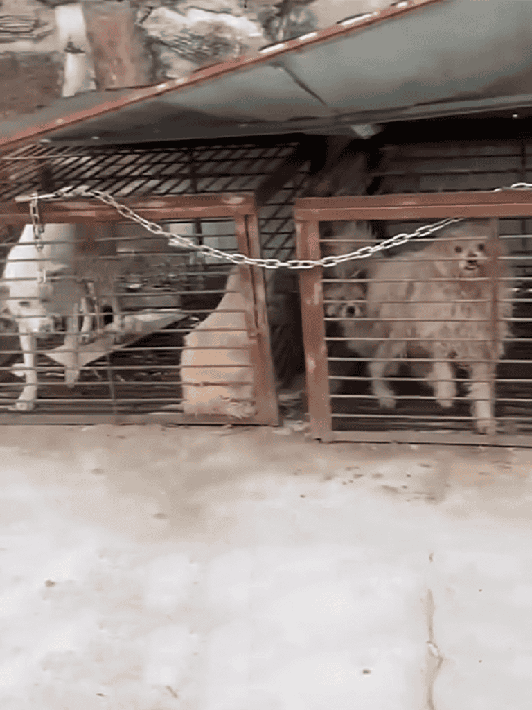 Image of dogs in outdoor kennel with wooden and metal fencing at a dog shelter. Safe space for dogs awaiting adoption or care.