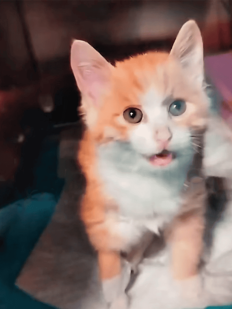 Adorable mixed-breed puppy with bright eyes and fluffy coat, perfect for pet lovers.