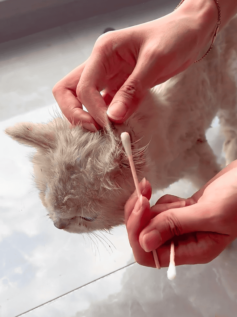 Close-up of a person cleaning a cat’s ear with a cotton swab, demonstrating pet grooming care.