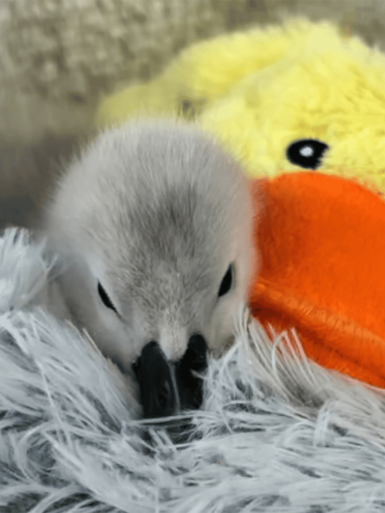 Adorable baby penguin cuddling fluffy white feathers, next to a plush yellow duck toy.