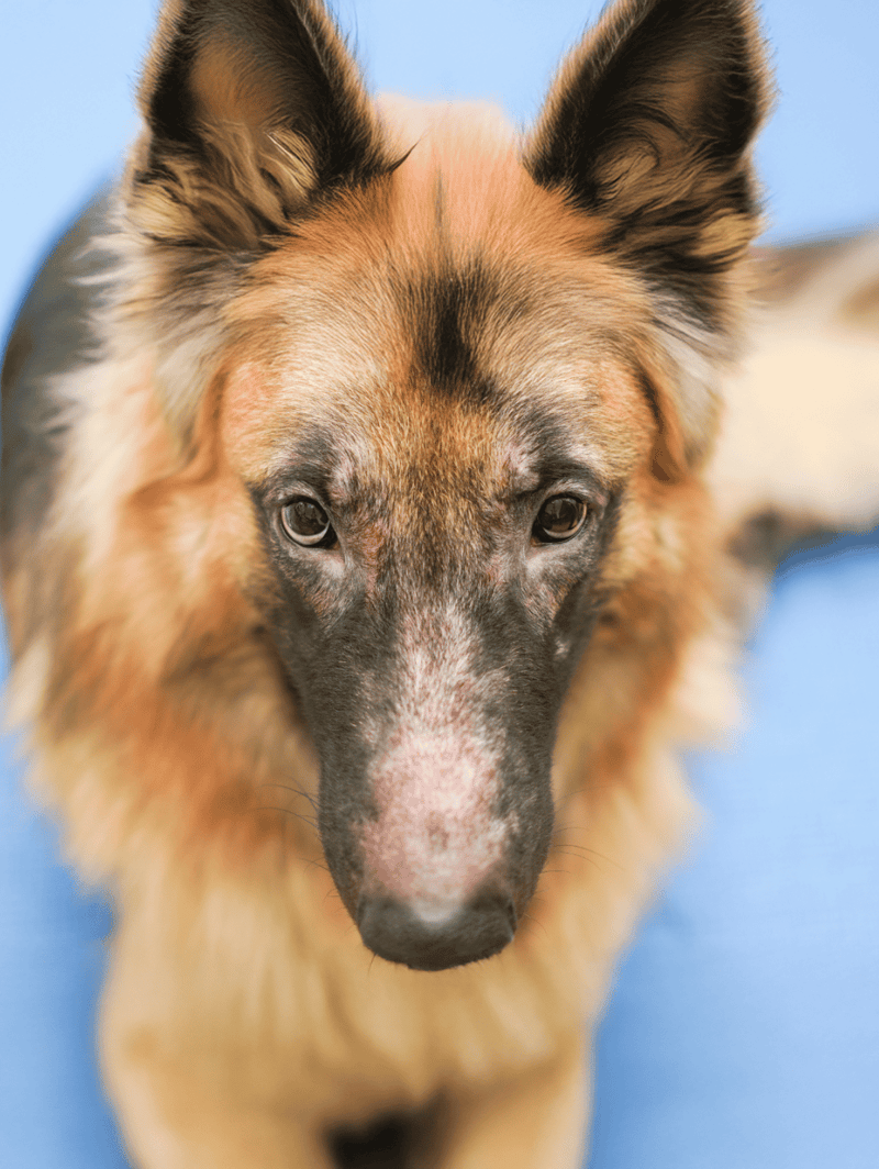 Close-up of a German Shepherd dog with a well-maintained coat, highlighting professional grooming services.