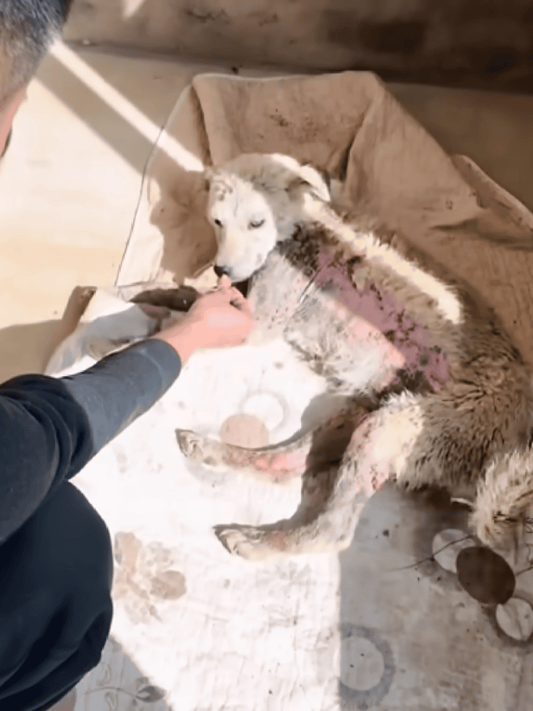 Adorable Husky puppy being saved, showcasing pet rescue and adoption.