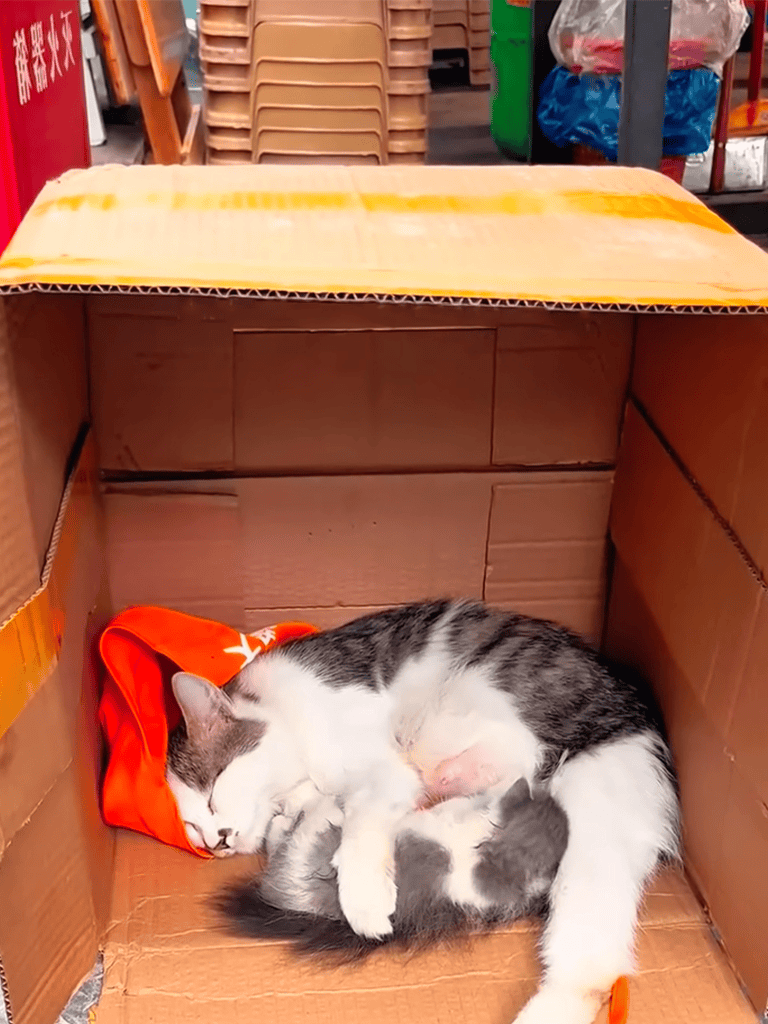 Adorable mother cat with kittens inside cardboard box, cozy and safe space.