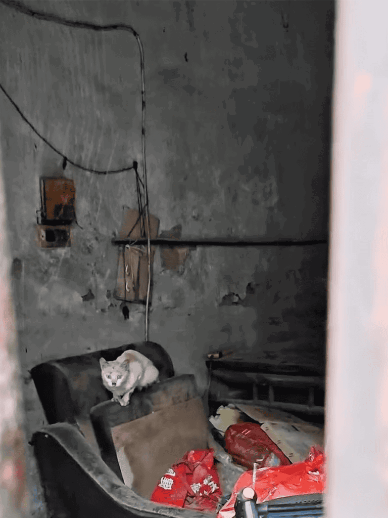 Charred living room with damaged furniture and a curious cat amidst debris.