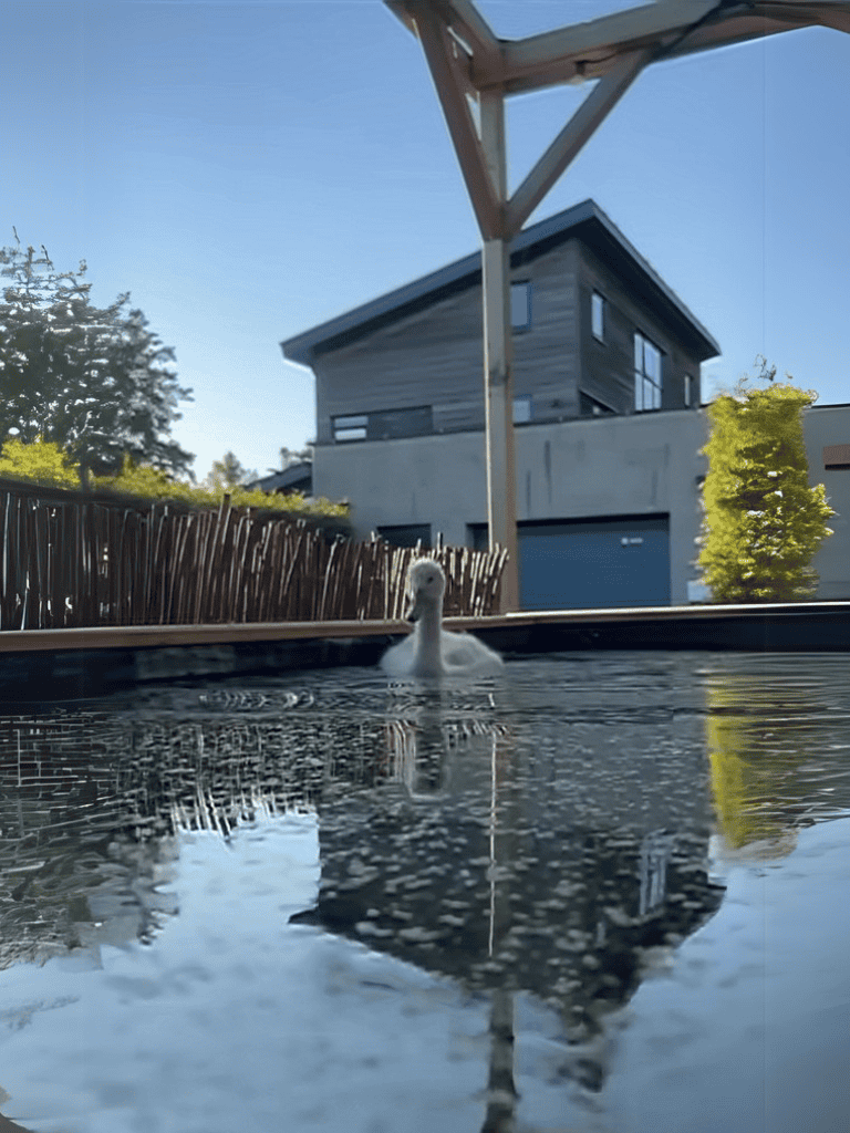 Duck relaxing in backyard pool.