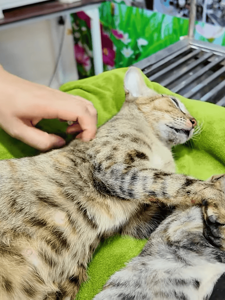 Adorable kitten resting and receiving gentle petting on a soft green blanket for pet care.
