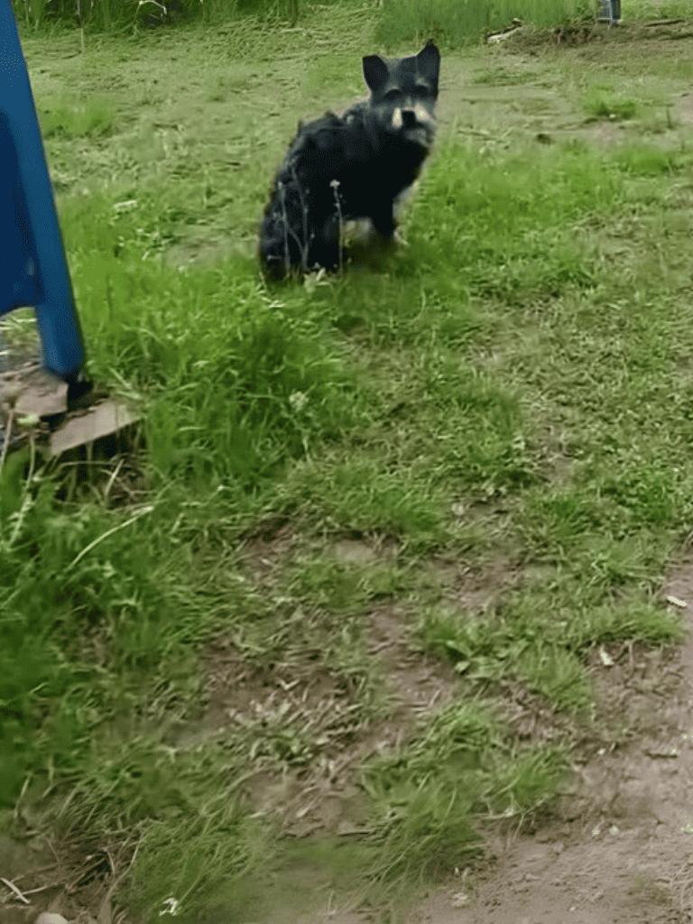 Dog sitting on grass in outdoor yard, looking at the camera.