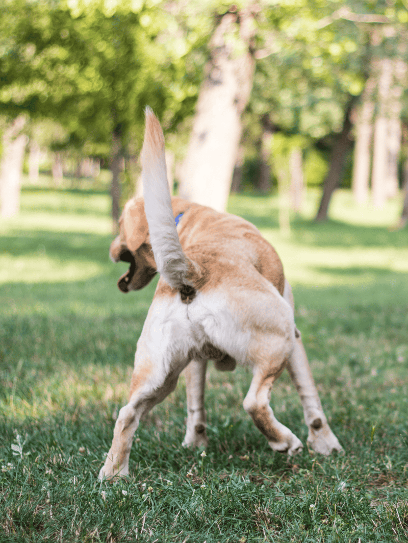 Dogcatching in a park, nature, playful dog.