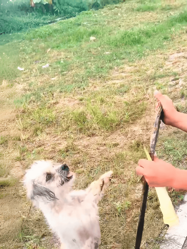 Adorable puppy eagerly playing outdoors with a stick and a person's hands in the background.