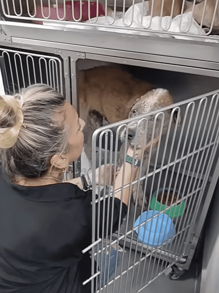 Alt: Woman interacting with a dog in a shelter kennel, showing compassionate pet care.