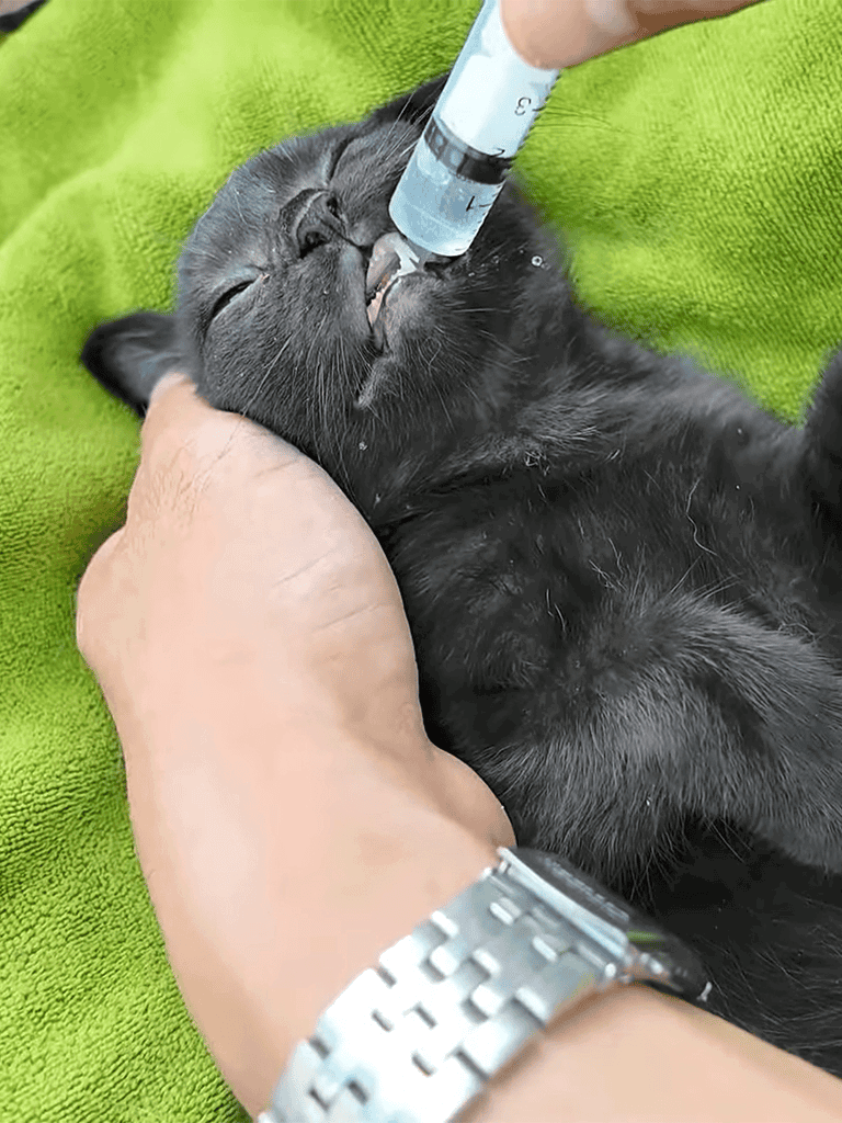 Black kitten receiving oral medication, veterinarian administering care to a tiny cat, pet health treatment.