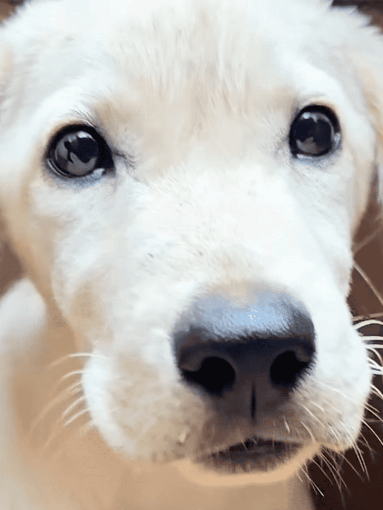Close-up of a cute yellow Labrador puppy with soulful eyes and soft fur. Perfect for dog lovers and pet care content.