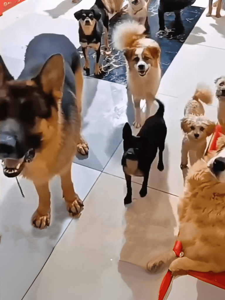 Group of happy dogs playing indoors, socializing and having fun together.