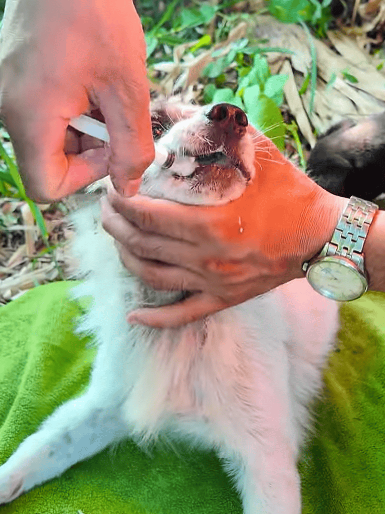 Close-up of a person examining a small dog's mouth outdoors.