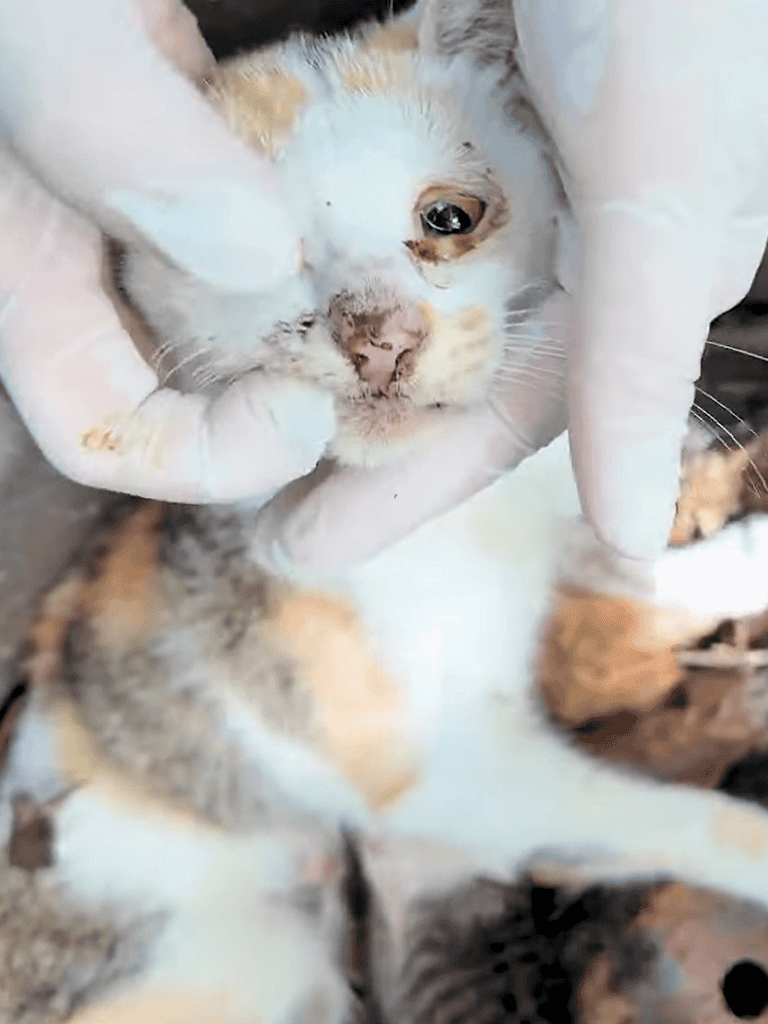 Close-up of a tiny kitten being gently examined by a person wearing gloves, highlighting rescue and veterinary care for kittens.
