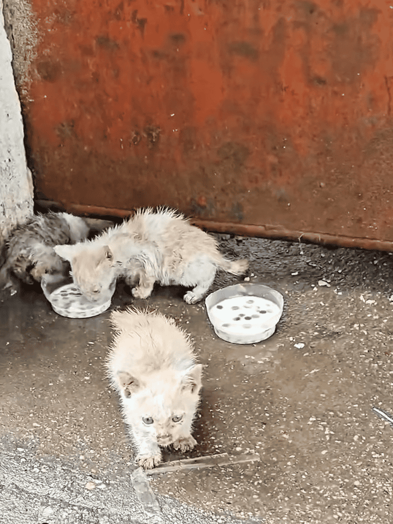 Adorable stray puppies eating and exploring outdoors. Foster and support stray dog rescue efforts.