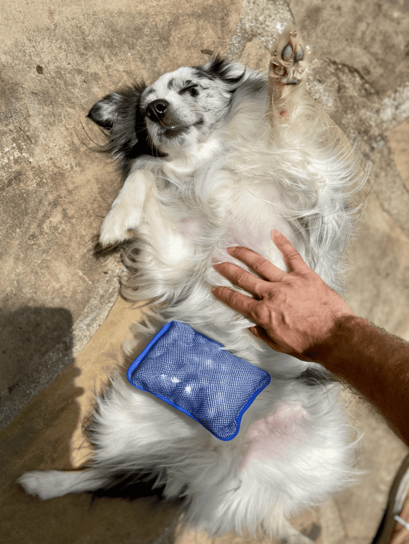 Alt text: Cute dog lying on the ground with eyes closed, receiving massage, with cooling pad attached.
